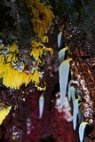 Mucronella fusiformis image