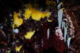 Mucronella fusiformis image