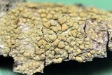 Lecanora confusa image