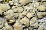 Lecanora confusa image