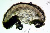 Lecanora confusa image