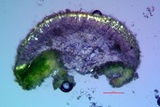 Lecanora confusa image
