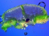 Lecanora confusa image