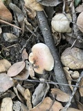 Hygrophorus roseobrunneus image
