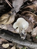 Hygrophorus roseobrunneus image