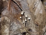 Marasmius capillaris image