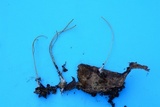 Macrotyphula juncea image