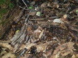 Macrotyphula juncea image