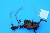 Macrotyphula juncea image