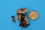 Lactarius kauffmanii var. kauffmanii image