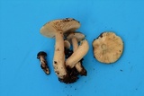 Lactarius kauffmanii image