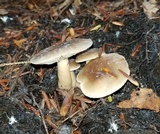 Lactarius kauffmanii var. kauffmanii image
