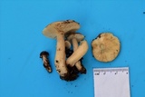 Lactarius kauffmanii var. kauffmanii image