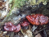 Ganoderma sessile image