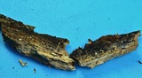 Phleogena faginea image