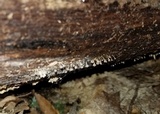 Phleogena faginea image