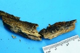 Phleogena faginea image