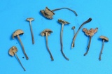 Mycetinis olidus image