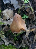 Cortinarius fuscodiscus image