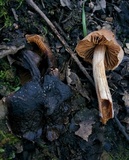 Cortinarius fuscodiscus image