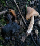 Cortinarius fuscodiscus image