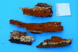 Botryobasidium simile image
