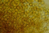 Botryobasidium simile image