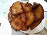 Gymnopilus luteofolius image
