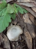 Coprinopsis uliginicola image