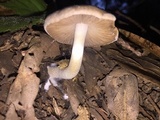 Coprinopsis uliginicola image