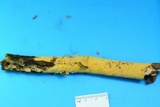 Vararia investiens image