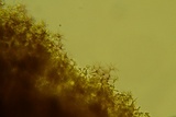 Vararia investiens image