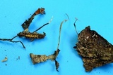 Cordyceps stylophora image