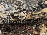 Cordyceps stylophora image