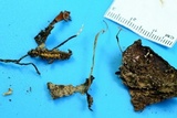 Cordyceps stylophora image