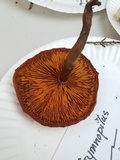 Gymnopilus suberis image