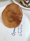 Gymnopilus suberis image