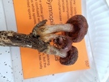Gymnopilus thiersii image