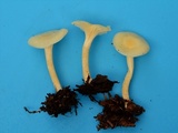 Cuphophyllus virgineus image