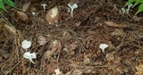 Cuphophyllus virgineus image