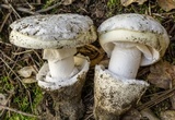 Amanita vernicoccora image