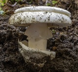 Amanita vernicoccora image