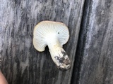 Hygrophorus roseobrunneus image