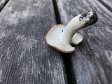 Hygrophorus roseobrunneus image