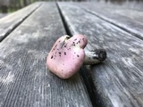 Hygrophorus roseobrunneus image