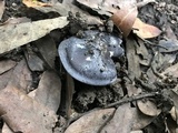 Entoloma bloxamii image