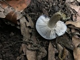 Entoloma bloxamii image