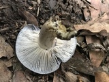 Entoloma bloxamii image