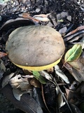 Boletus subtomentosus image
