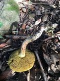Boletus subtomentosus image